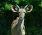 Young Greater kudu is a woodland antelope