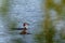 Young grebe and mother on the water