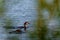 Young grebe and mother on the water