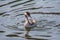 Young grebe swims in the waters of a lake under the warm morning light