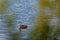 Young grebe on the water