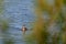 Young grebe on the water