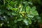 Young green acorns on a tree Oak. Oak fruit with fresh leaves in the park