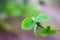 Young green alder leaves in spring