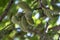 Young green almond nuts riping on almond tree