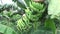 Young green banana with natural background