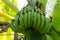 Young green banana on tree. Unripe bananas close up.