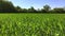 Young green barley blowing in the wind