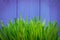 Young green barley grass on purple background