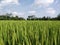 Young green Beautiful Ricefield