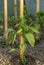 Young green bell pepper plants Capsicum  in the greenhouse . Unripe sweet pepper close up