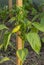 Young green bell pepper plants Capsicum  in the greenhouse . Unripe sweet pepper close up