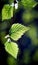 Young green birch leaves on a dark blurry background.