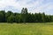 Young green birches in a meadow at the edge of the forest on a clear Sunny morning. Natural scenery.