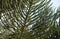 Young green branches of evergreen coniferous tree Araucaria Araucaria closeup.