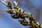 Young green branches of sea blackthorn