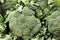 Young green broccoli cabbage vegetables on farmer market