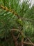 Young green bump grazing on a pine season July in the Kiev region in Ukraine