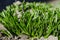 A young green bush of grass pierces the cold ground under the spring sun. close-up