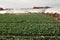 Young green cabbage in the foreground in front of greenhouses in the field