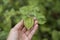 Young green Cape gooseberry