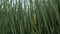 Young green cattail inflorescence in fresh lush bushes