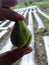 young green chayote fruit