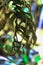 Young green colorful foliage of monstera plant, tropical exotic plant. Natural pattern, bright exotic background