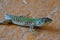 Young green coloured sand lizard, latin name Lacerta Agilis, standing on orange painted concrete surface