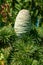 Young green cones of Cedrus libani, the cedar of Lebanon or Lebanese cedar