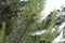 Young green cones grown on a pine tree in summer