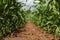 Young green corn crop seedling plants in cultivated perfectly clean agricultural plantation field with no weed, low angle view