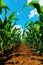 Young green corn crop seedling plants in cultivated perfectly clean agricultural plantation field with no weed, low angle view