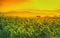 Young green corn field in agricultural garden and light shines sunset