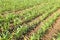 Young green corn on the field. Corn field in the spring. Growing