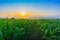 Young green corn field at Thailand agricultural