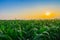 Young green corn field at Thailand agricultural