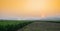 Young green corn field at Thailand agricultural