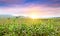 Young green corn growing on the field at sunset. Young Corn Plants. Corn grown in farmland, cornfield. Beautiful and colourful
