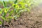 Young green corn growing on the field. Young Corn Plants.