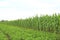 A young green corn and peanut tree in agriculture field plantations against sky with clouds