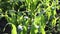 A young green corn plant seedling, sunlit in close up, growing outdoors in an garden.