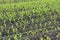 Young green corn seedlings in spring