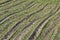 Young green cornfield in early spring