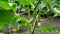 Young green cucumbers in greenhouse. Organic eating. Agriculture retailer.