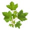 Young green currant