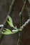 Young green developing spring leaves of Green Ash tree, also known as Red Ash