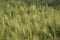 Young green ears of wheat, beautiful background, soft focus