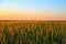 Young green ears of wheat or rye, background of green ears of cereals with sunset sunlight, plantation of wheat or rye, background