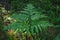 Young green fern bright day in the forest